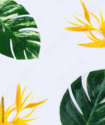 Fototapeta Naklejka Na Ścianę i Meble -  tropical plants on white background