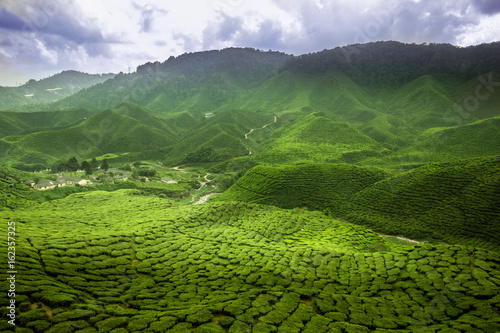 Obraz na plátně tea plants cameron highlands