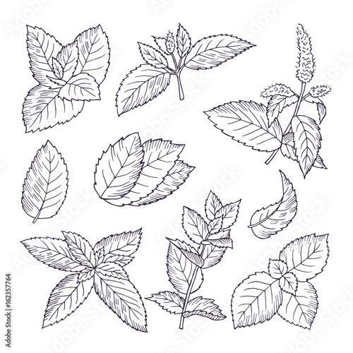 Hand drawn illustrations of mint leaves and branches. Herbal doodle background photo
