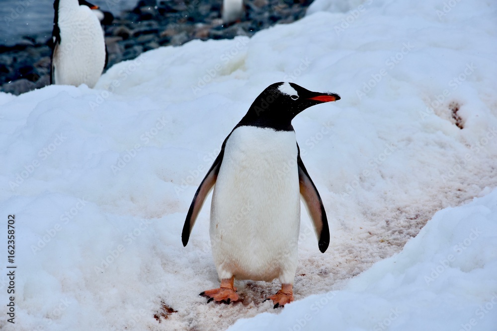 Obraz premium Gentoo Penguins on Cuverville Island, Antarctica