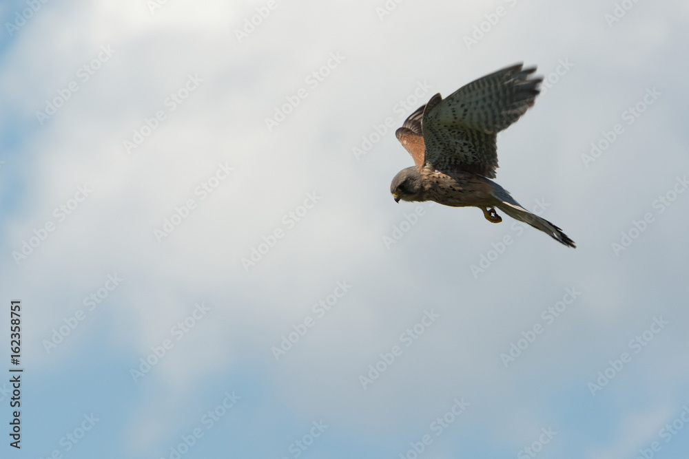 Obraz premium Turmfalke im Flug