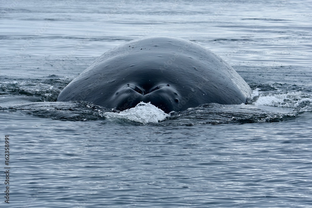 Fototapeta premium Humpback whales near Cuverville Island, Antarctica