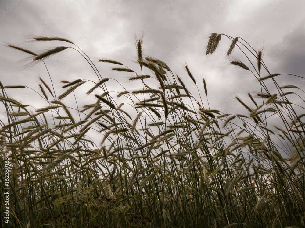 Obraz premium corn on a field under cloudy sky