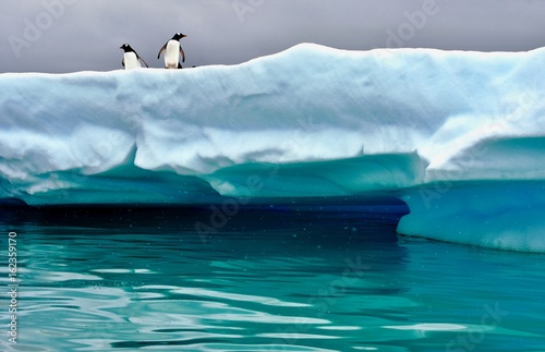 Penguins perched on iceberg near Cuverville Island, Antarctica photo