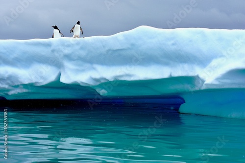 Tableau sur toile Penguins perched on iceberg near Cuverville Island, Antarctica
