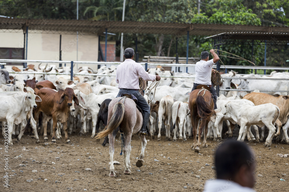 Obraz premium Rinderherde mit Gauchos