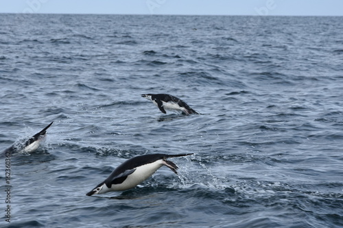 Penguins diving in the waters off Deception Island, Antarctica photo