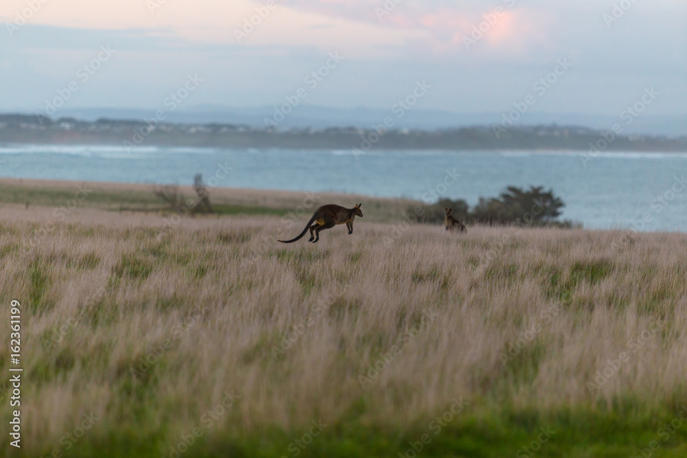 Wallaby jumping in the grass at sunset with ocean in the background Wallaby jumping in the grass at sunset with ocean in the background
