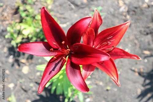 Asiatic hybrid lily 'Blackout' dark-red flowers