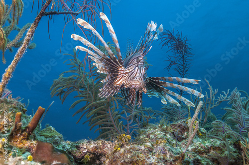 Flying lion fish photo