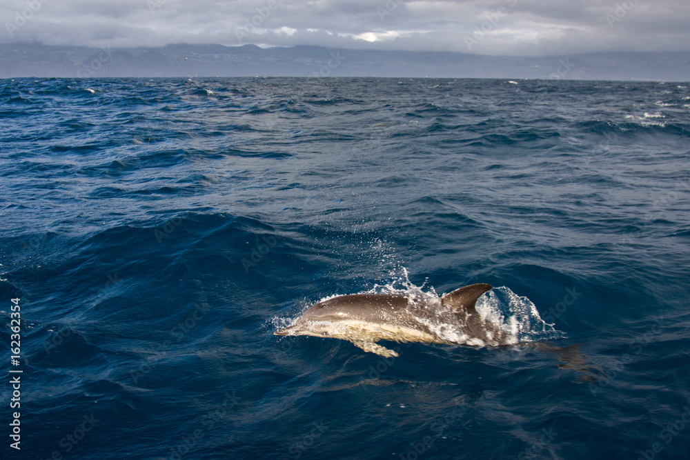 Fototapeta premium Golfinho Riscado nos Açores