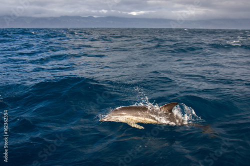 Golfinho Riscado nos Açores