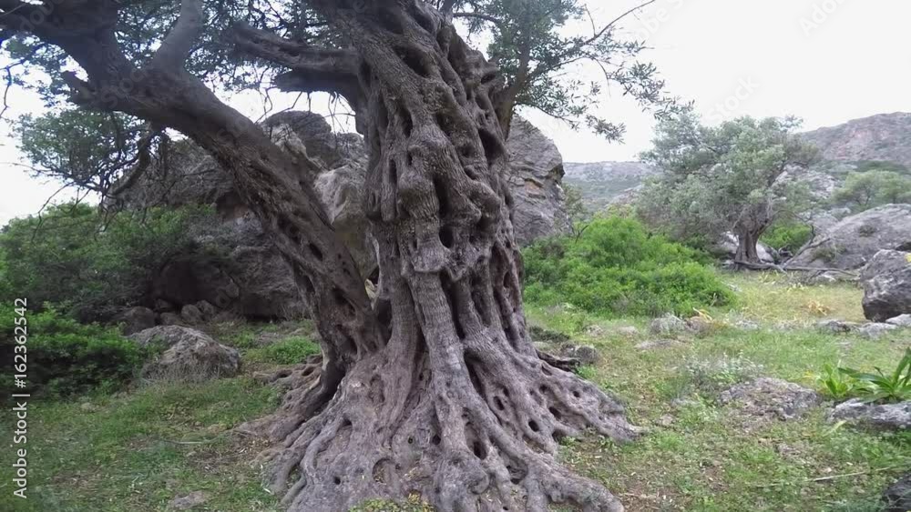 Ancient Olive Tree Trunk Ancient Olive Tree Trunk
