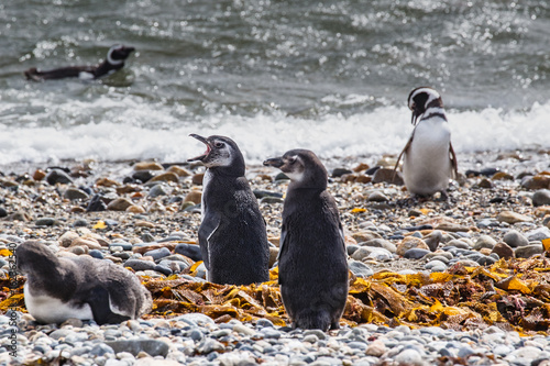 Colony of magellanic penguins on Magdalena island, of Magellan, Chile (Spheniscus demersus)