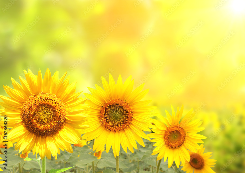 Obraz premium Sunflowers on blurred sunny background