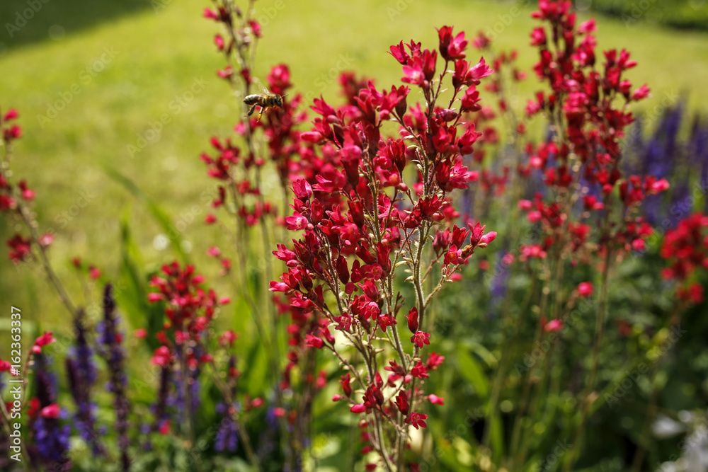 amazing tiny nature scene-red flowers and flying bee. small depth of field amazing tiny nature scene-red flowers and flying bee. small depth of field