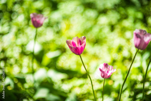 pink tulips in the garden © Denis Starostin
