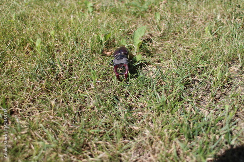 Stag beetle  (Lucanus cervus) in grass, Slovakia photo