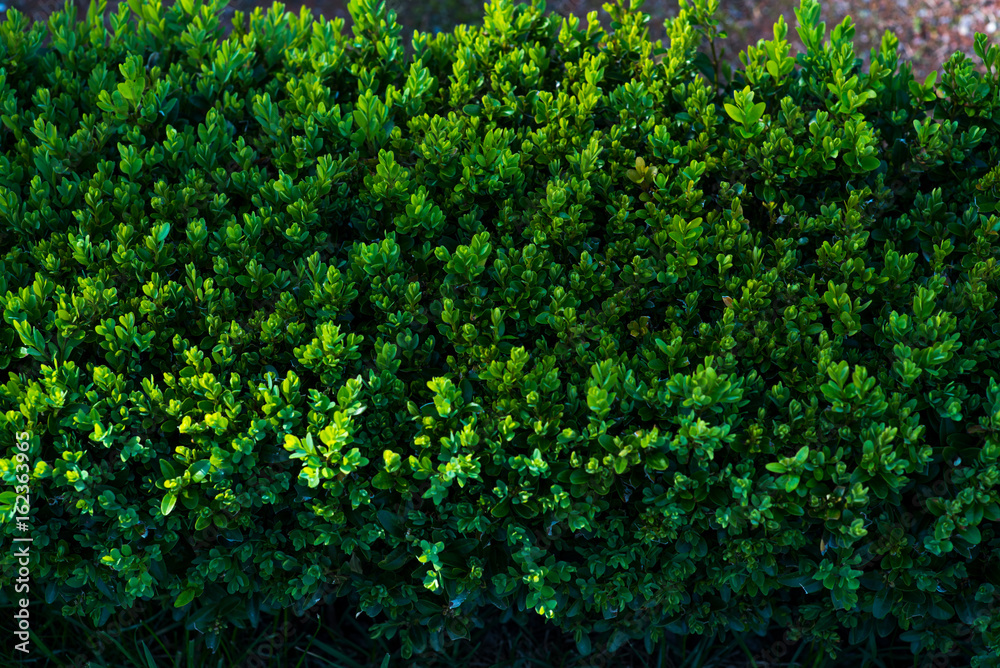 Green leaf texture. Leaf texture background Green leaf texture. Leaf texture background