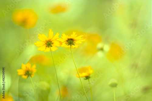 Yellow flowers of the Cosmos on a gentle background. Beautiful yellow flowers with sunlight 