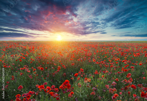 Fototapeta Naklejka Na Ścianę i Meble -  Beautiful field of red poppies in the sunset light.
