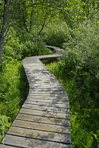 Boardwalk in the rainforest, British Columbia 