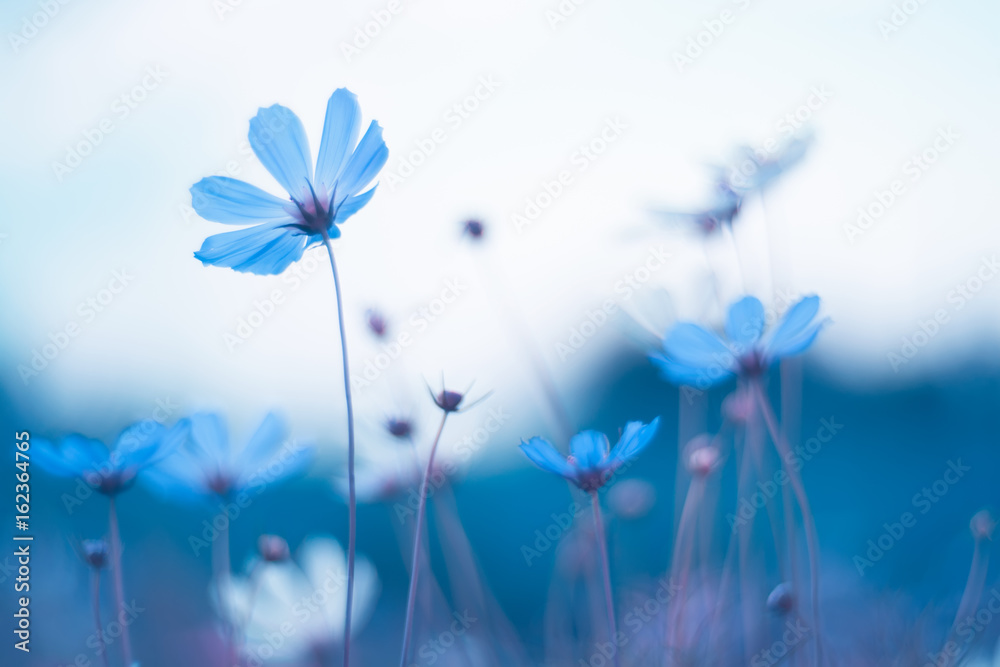 Delicate blue flowers. Blue cosmos with beautiful toning. Artistic image of flowers. - obrazy, fototapety, plakaty 