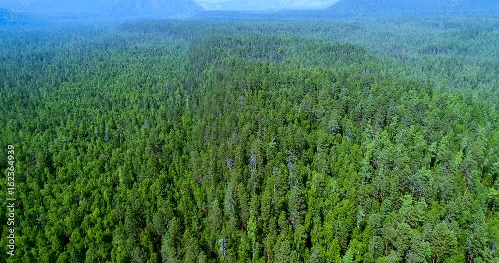 Aerial drone shot over the siberian pine forest. Taiga during summer day top view. Morning Fog. Siberia, Russia, Sayani mountains. Ecology concept.