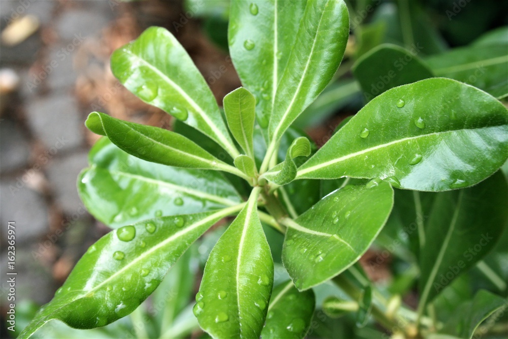 Drops of rain on leaves Drops of rain on leaves