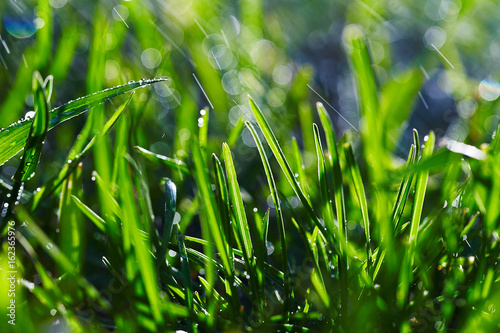 Close up of wet grass in morning light. Bokeh lights in wet grass.Rain