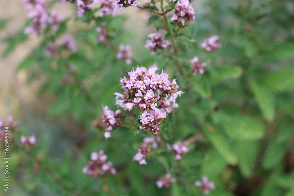 Closeup on the purple perennial herb Oregano in organic garden. Scientific name is Origanum vulgare.Edible flower.Sunny day in spring. Closeup on the purple perennial herb Oregano in organic garden. Scientific name is Origanum vulgare.Edible flower.Sunny day in spring.
