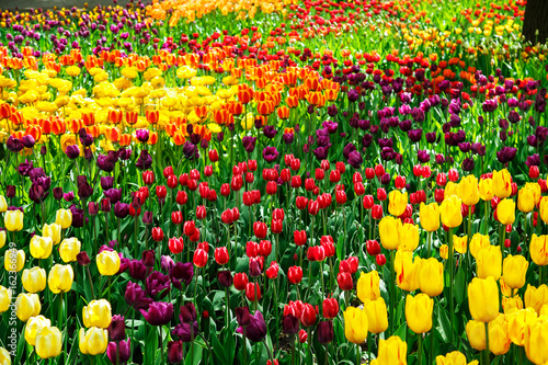  Amazing view of colorful  tulips in the garden.