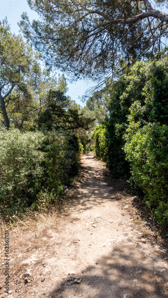 Fototapeta premium Pfas durch den Kiefernwald