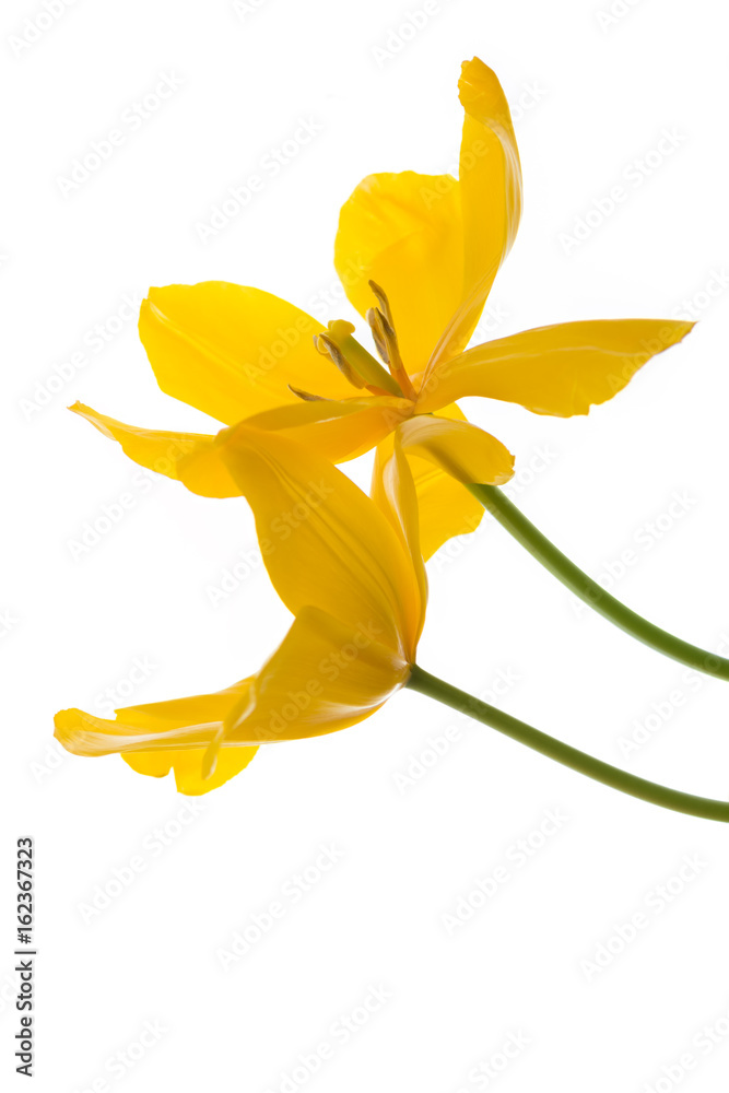 Yellow tulips isolated on white. Two yellow Tulip. White background.