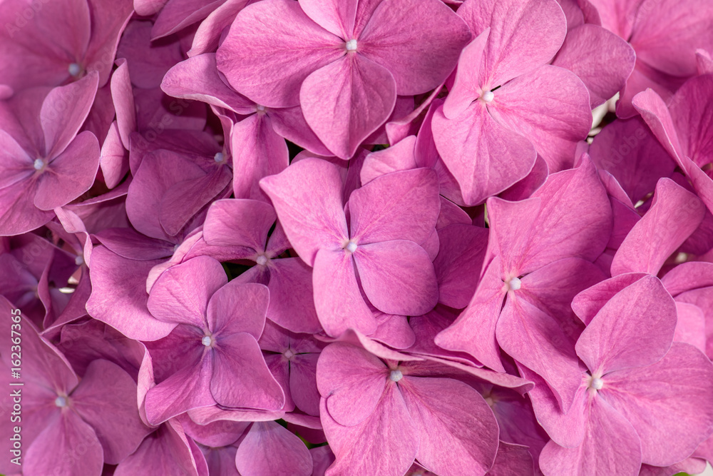 Pink hydrangea background Pink hydrangea background