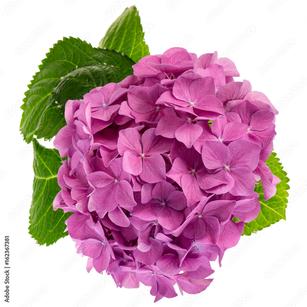 Obraz premium Pink hydrangea twig