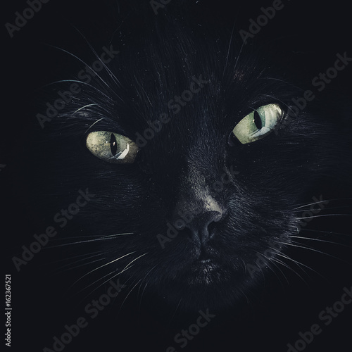 image filled with a black cats face only