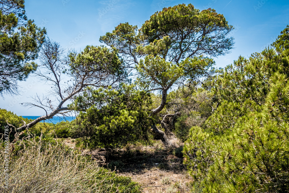 Kiefernwald auf Mallorca