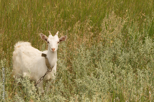 White goat grazes on the meadow