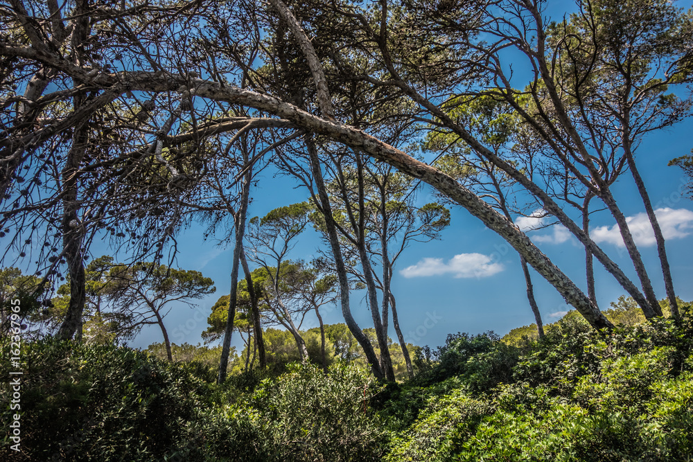 Obraz premium Kiefernwald auf Mallorca