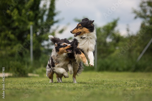 Zwei spielende Hunde