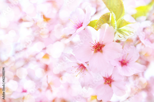 Spring blossom/springtime cherry bloom, toned, bokeh flower background, pastel and soft floral card