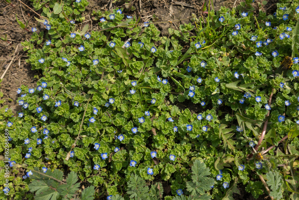 Flowering plants of veronica polita from above Flowering plants of veronica polita from above