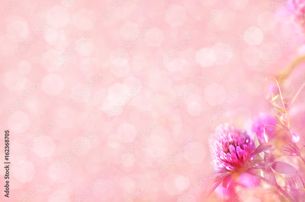 Summer blossoming clover on meadow, bokeh flower background, shiny floral card Summer blossoming clover on meadow, bokeh flower background, shiny floral card