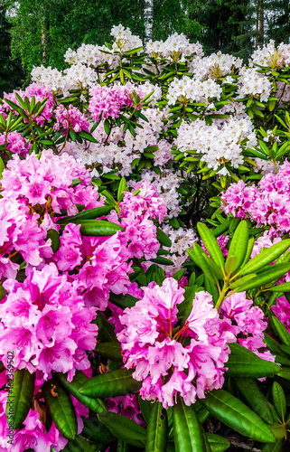 Rhododendron. Bush with pink flowers.