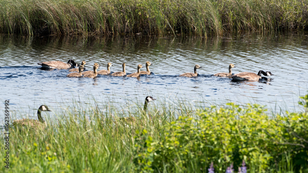 Canada Geese and Goslings