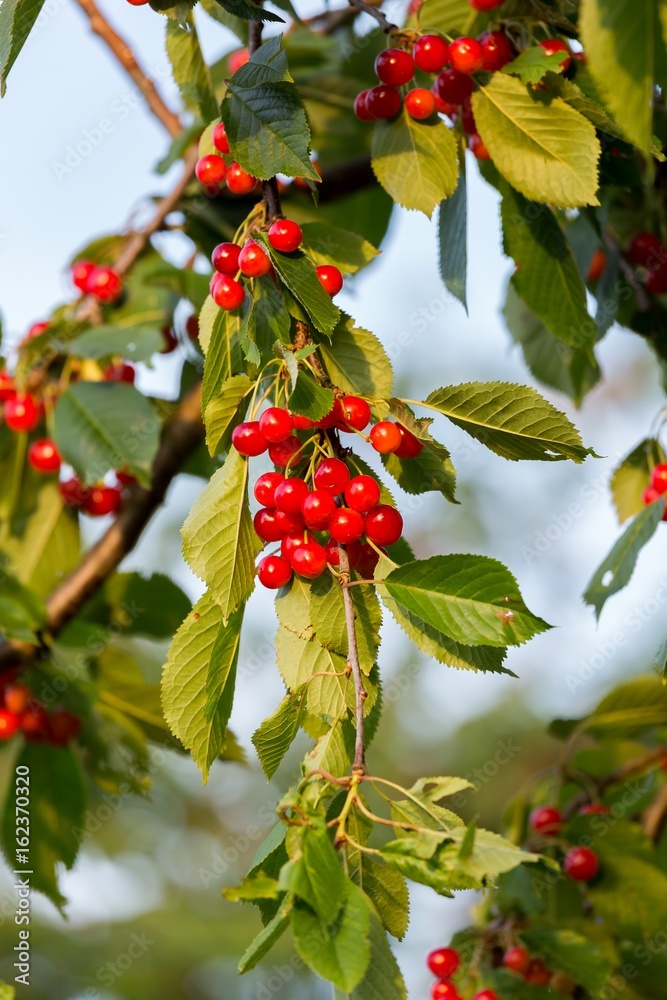Red cherries in a tree Red cherries in a tree
