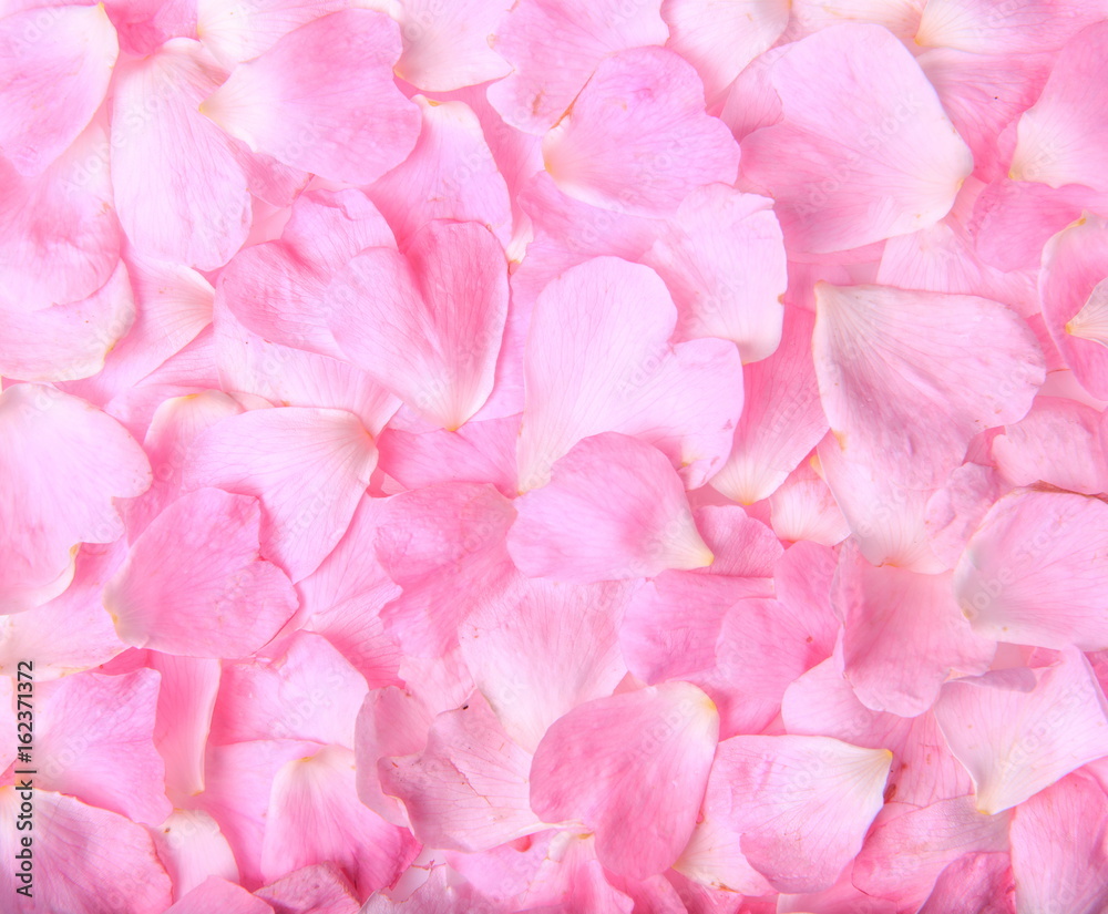 Background texture of beautiful delicate pink rose petals