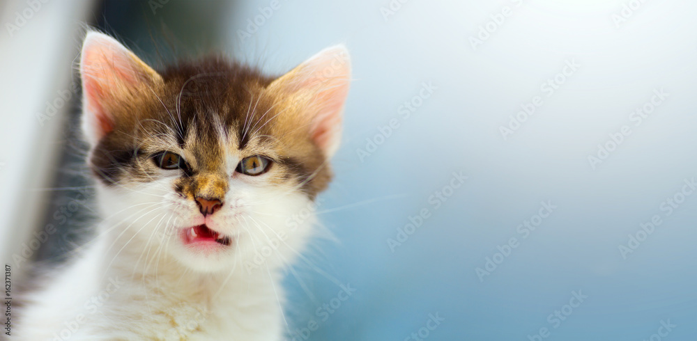 Obraz premium rozdrażniony kot; szalona twarz kotka