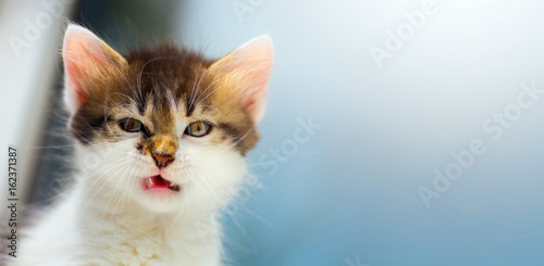 zirytowany kot; szalona twarz kociaka